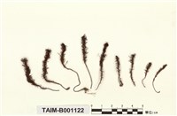 藏品(擬刺邊小金髮苔)的圖片